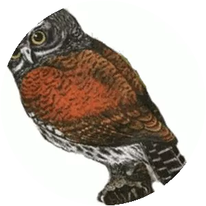 Chestnut-backed owlet