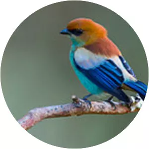 Chestnut-backed tanager
