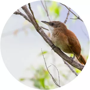 Chestnut-backed thornbird - Bird