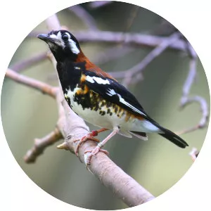 Chestnut-backed thrush