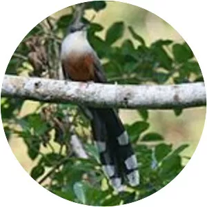 Chestnut-bellied Cuckoo
