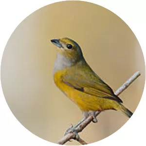 Chestnut-bellied euphonia