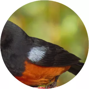 Chestnut-bellied flowerpiercer