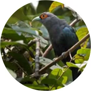 Chestnut-bellied malkoha