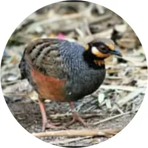 Chestnut-bellied partridge