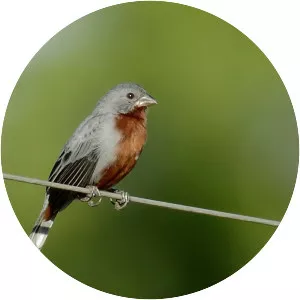 Chestnut-bellied seedeater