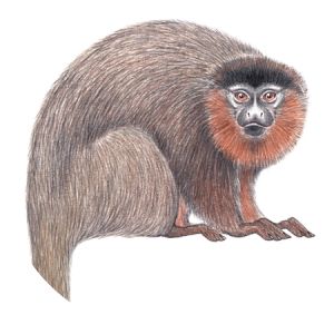 Chestnut-bellied titi monkey