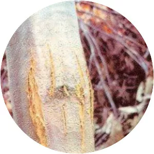Chestnut blight - 