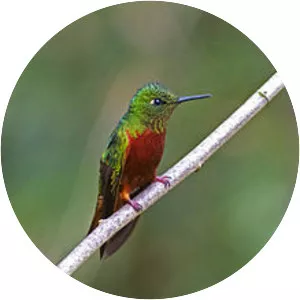 Chestnut-breasted coronet