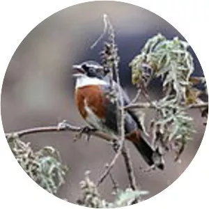 Chestnut-breasted mountain finch