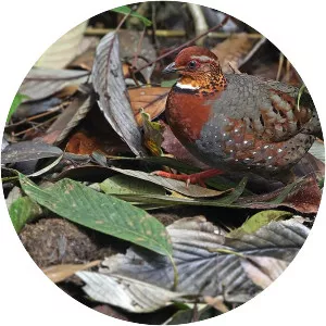 Chestnut-breasted partridge