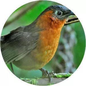 Chestnut-breasted wren - Bird