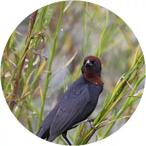 Chestnut-capped blackbird