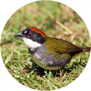 Chestnut-capped Brush Finch - Bird