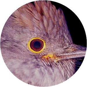 Chestnut-capped piha - 