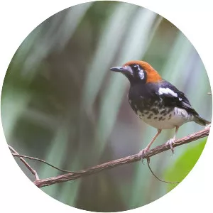 Chestnut-capped thrush