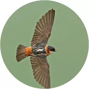 Chestnut-collared swallow - Bird