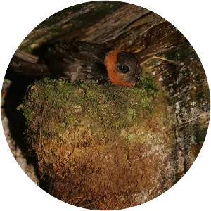 Chestnut-collared swift - Bird