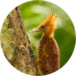 Chestnut-colored woodpecker
