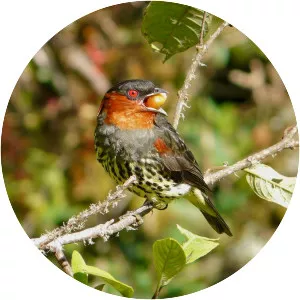 Chestnut-crested cotinga - 