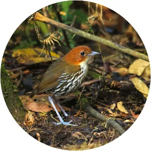 Chestnut-crowned antpitta