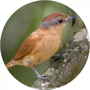 Chestnut-crowned becard - Bird