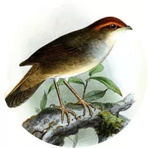 Chestnut-crowned bush warbler