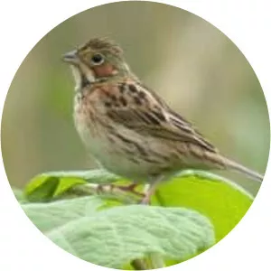 Chestnut-eared bunting - Birds