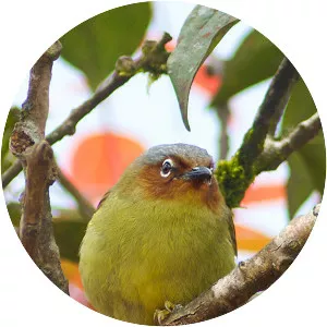 Chestnut-faced babbler - 