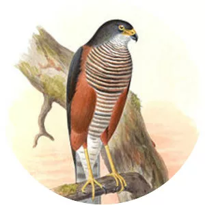 Chestnut-flanked sparrowhawk