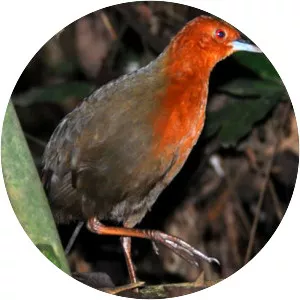 Chestnut-headed crake - Bird