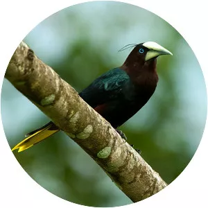 Chestnut-headed oropendola