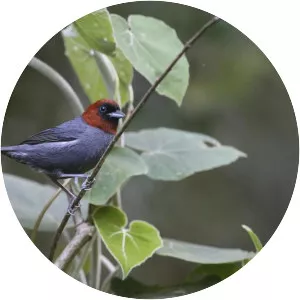 Chestnut-headed tanager - 
