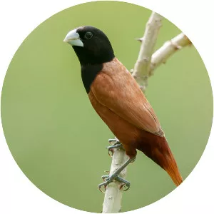Chestnut munia