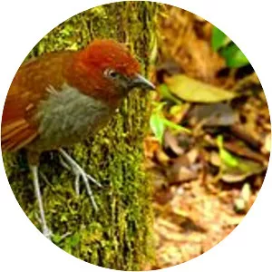 Chestnut-naped antpitta - Bird