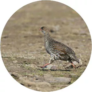 Chestnut-naped francolin