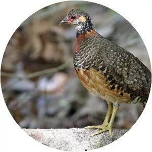 Chestnut-necklaced partridge
