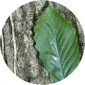 Chestnut oak