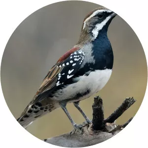 Chestnut quail-thrush