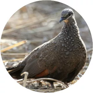 Chestnut-quilled rock pigeon - 