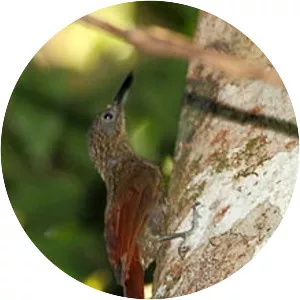 Chestnut-rumped woodcreeper
