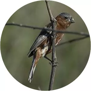Chestnut seedeater