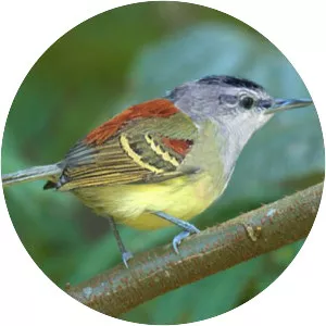 Chestnut-shouldered antwren - Bird