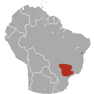 Chestnut-striped opossum - Animal