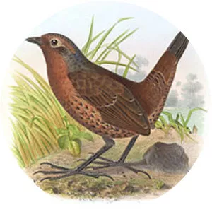 Chestnut-throated huet-huet