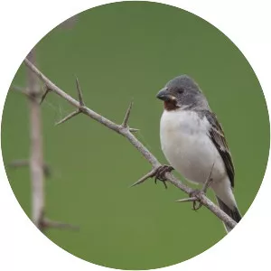 Chestnut-throated seedeater