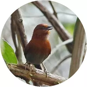 Chestnut-throated spinetail - Bird