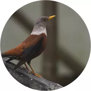 Chestnut thrush - Birds