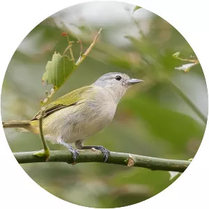 Chestnut-vented conebill