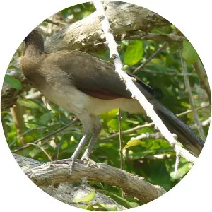 Chestnut-winged chachalaca
